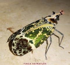 Phrictus hoffmannsi