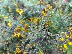 Genista triacanthos