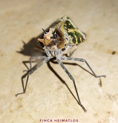Phrictus hoffmannsi