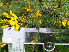 Genista triacanthos