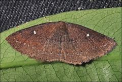 Casbia melanops