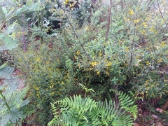 Genista triacanthos