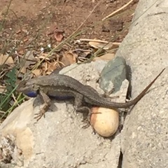 Sceloporus occidentalis