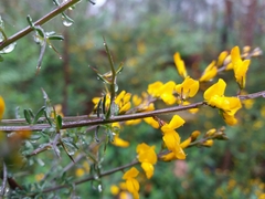 Genista triacanthos