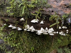 Gloeoporus phlebophorus