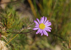 Brachyscome spathulata