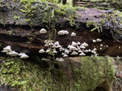 Gloeoporus phlebophorus