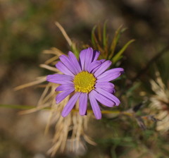 Brachyscome spathulata