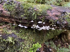Gloeoporus phlebophorus