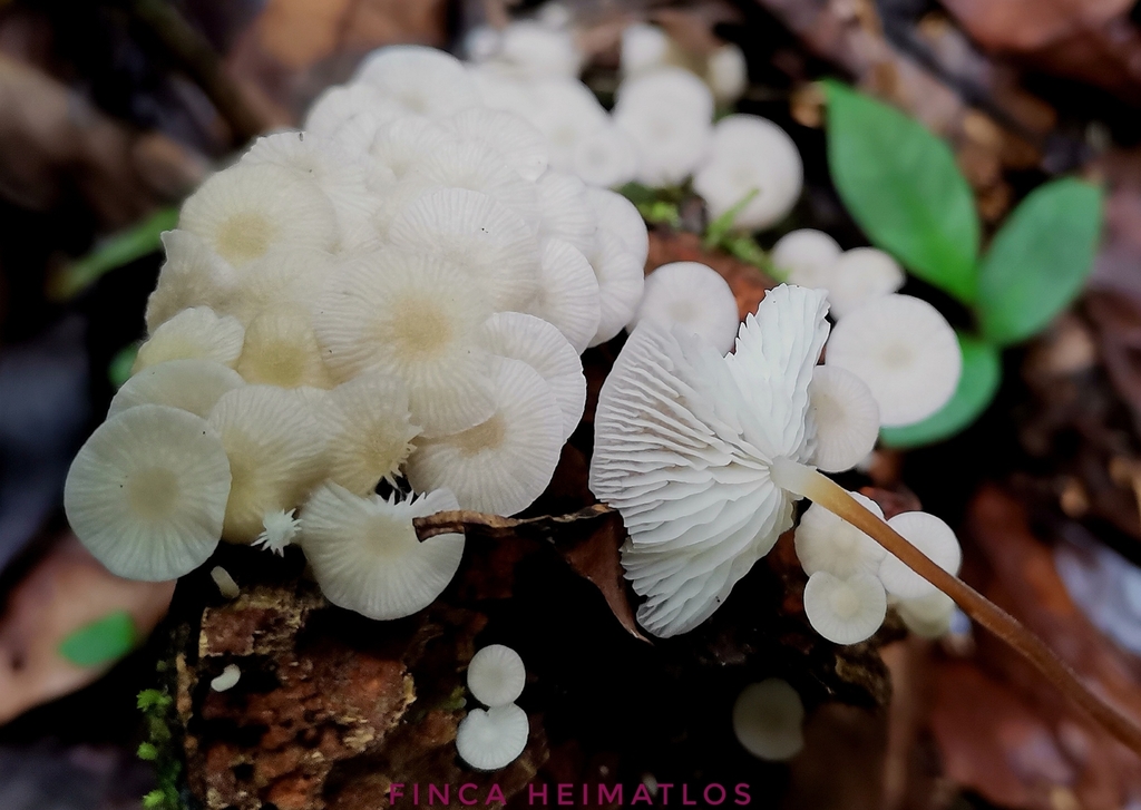Pseudohiatula irrorata · February 2021 · photo: © heimatlos (iNaturalist, cc0)