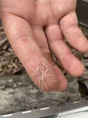 Heteromys irroratus