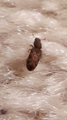 Bitoma insularis