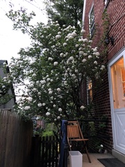 Viburnum carlcephalum