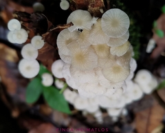 Pseudohiatula irrorata