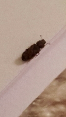 Bitoma insularis