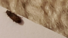 Bitoma insularis