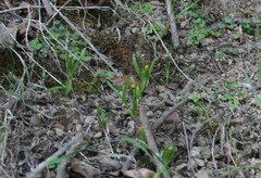 Lasthenia microglossa