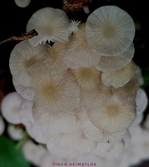 Pseudohiatula irrorata