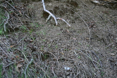 Lasthenia microglossa