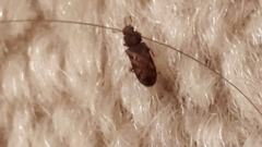 Bitoma insularis