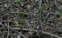 Lasthenia microglossa