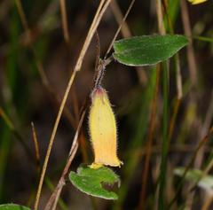 Marianthus bignoniaceus