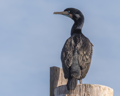 Brandt's Cormorant photo 2