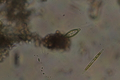 Craticula ambigua