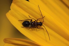 Closterocoris amoenus