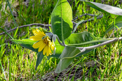 Wyethia helenioides
