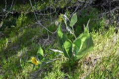 Wyethia helenioides