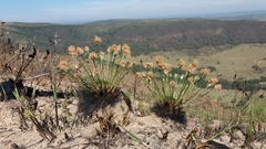 Bulbostylis paradoxa