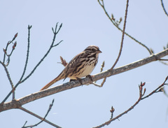 Melospiza melodia image