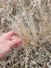 Muhlenbergia cuspidata