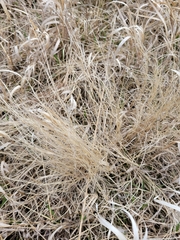 Muhlenbergia cuspidata