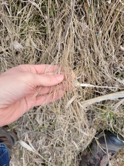Muhlenbergia cuspidata