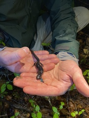 Plethodon chattahoochee