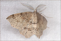 Rhinodia rostraria
