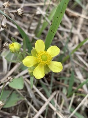 Ranunculus rhomboideus