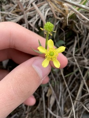 Ranunculus rhomboideus