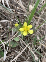 Ranunculus rhomboideus