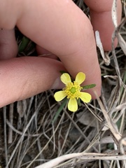 Ranunculus rhomboideus