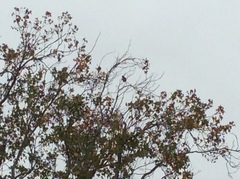 Anthochaera chrysoptera