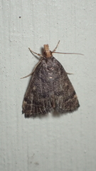 Loxostegopsis merrickalis