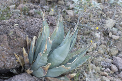 Agave simplex