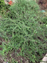 Magnoliopsida