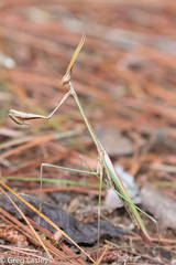 Idolomorpha madagascariensis