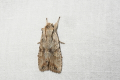 Lithophane disposita