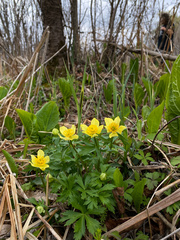 Trollius laxus laxus
