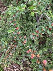Magnoliopsida